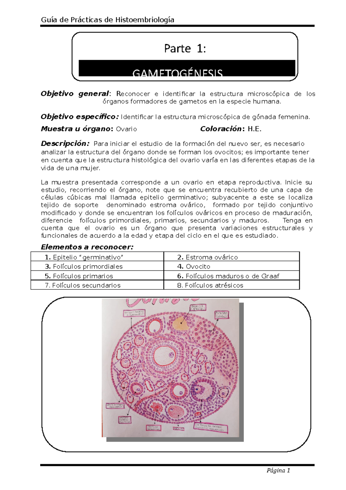 histología del folículo de graaf