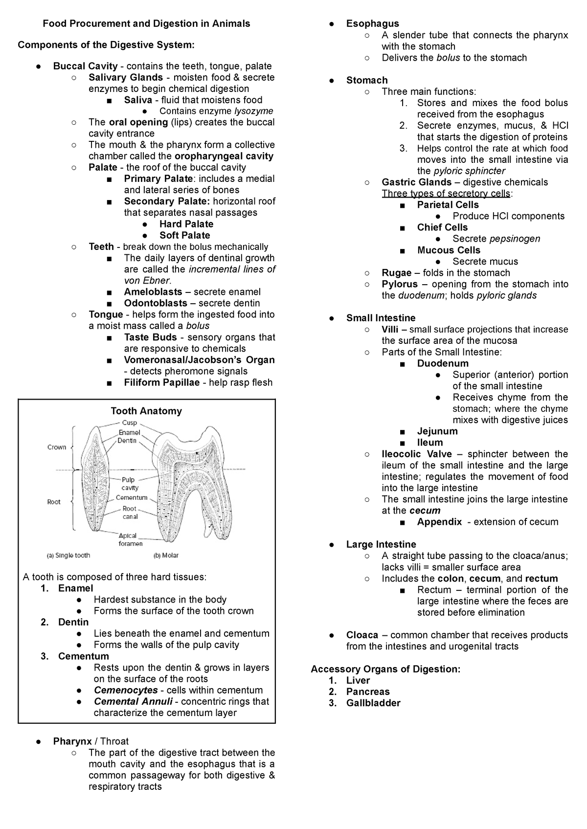 Food Procurement and Digestion of Animals - Food Procurement and ...