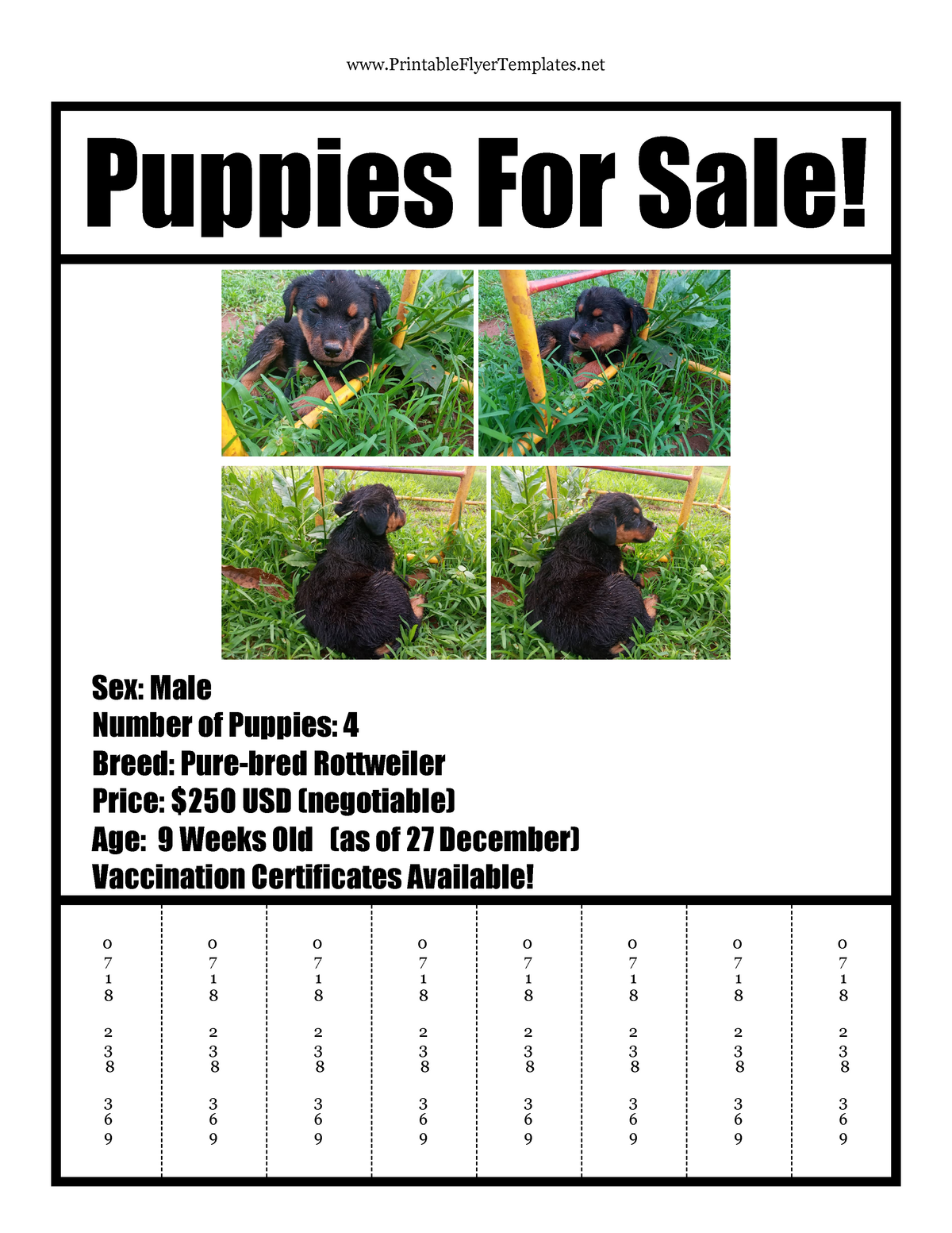 Puppies For Sale Flyer X Google Docs Web Applications Development