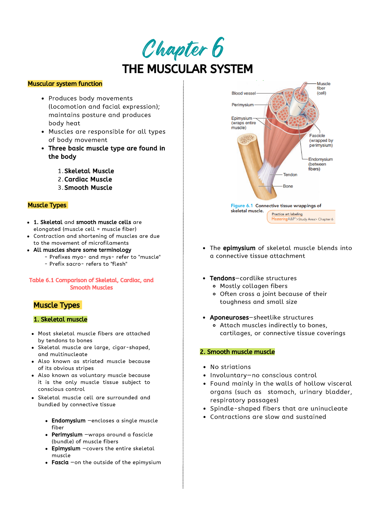 Chapter 6 The Muscular System - Chapter 6 THE MUSCULAR SYSTEM Muscular ...