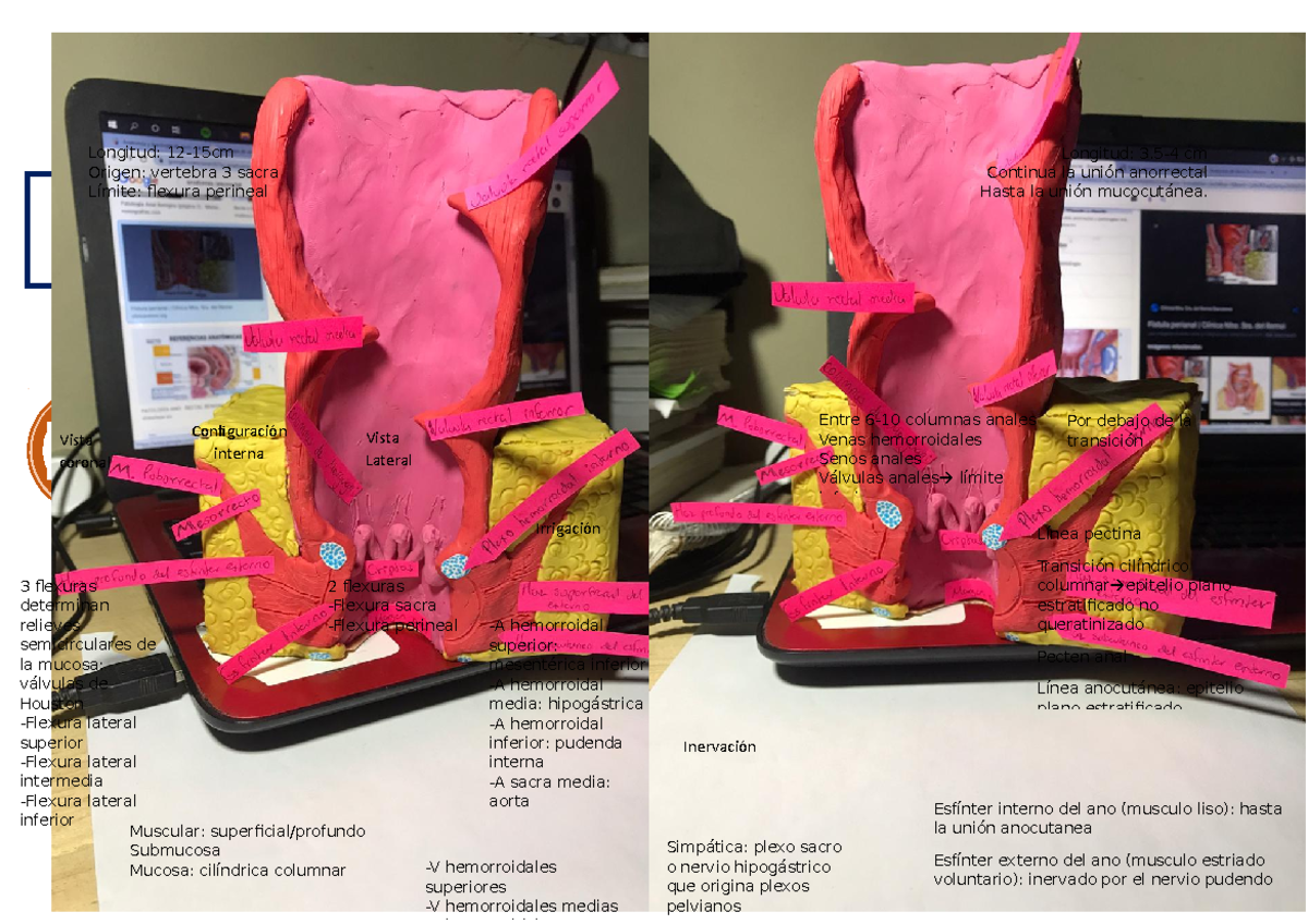 Anatomia y fisiologia sobre ano y recto Anatomía anorrectal Recto Ano