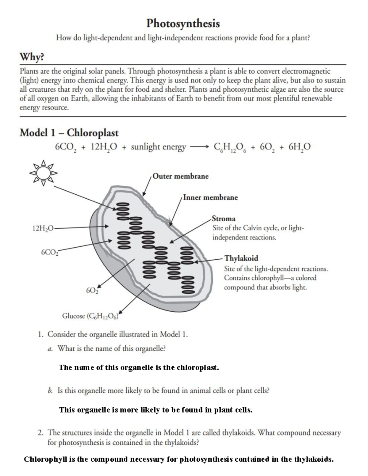 POGIL Photosynthesis Overview - Chlorophyll Is The Compound Necessary ...