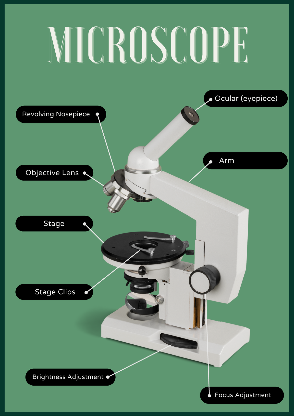 Microscope notes - MICROSCOPE Ocular (eyepiece) Revolving Nosepiece Arm ...