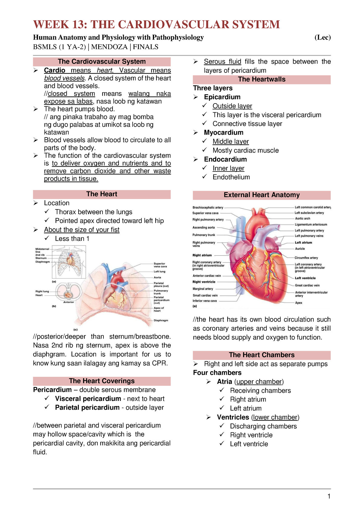 Finals transes - bsmls - WEEK 13: THE CARDIOVASCULAR SYSTEM Human ...