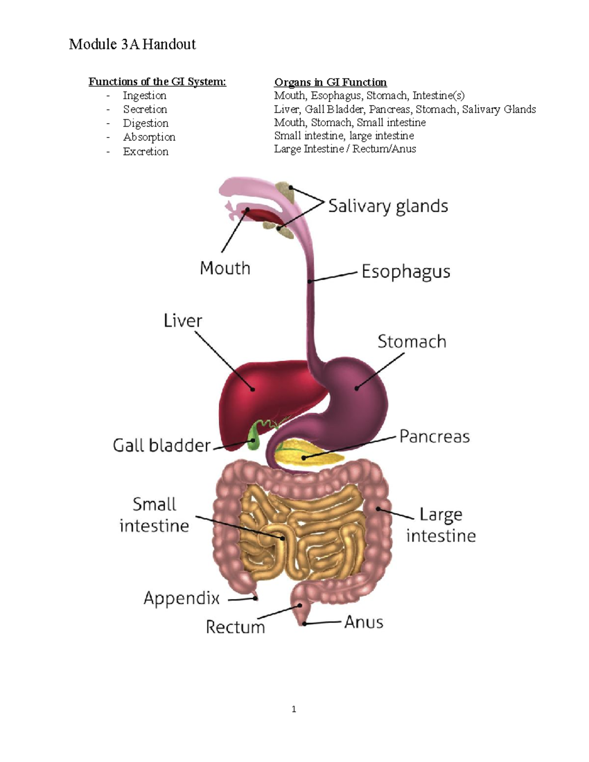 Gastrointestinal System Handout - Functions of the GI System: Ingestion ...