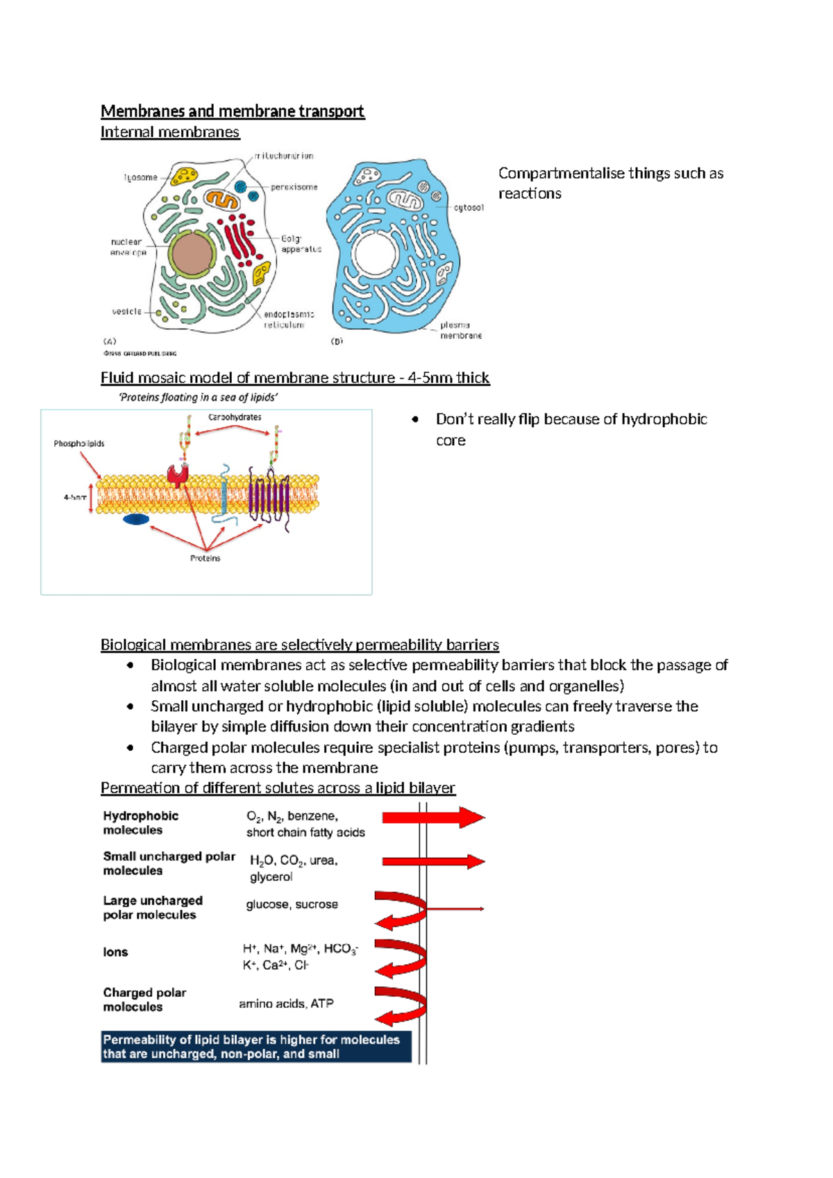Cell Bio L6 - lecture 6 - Membranes and membrane transport Internal ...