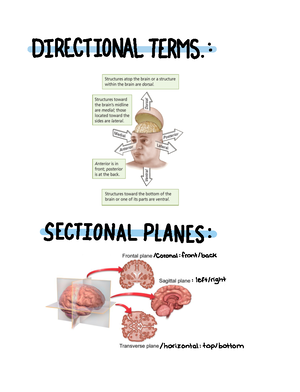 [Solved] List The Four Divisionslobes Of The Cerebral Cortex 4 Marks ...