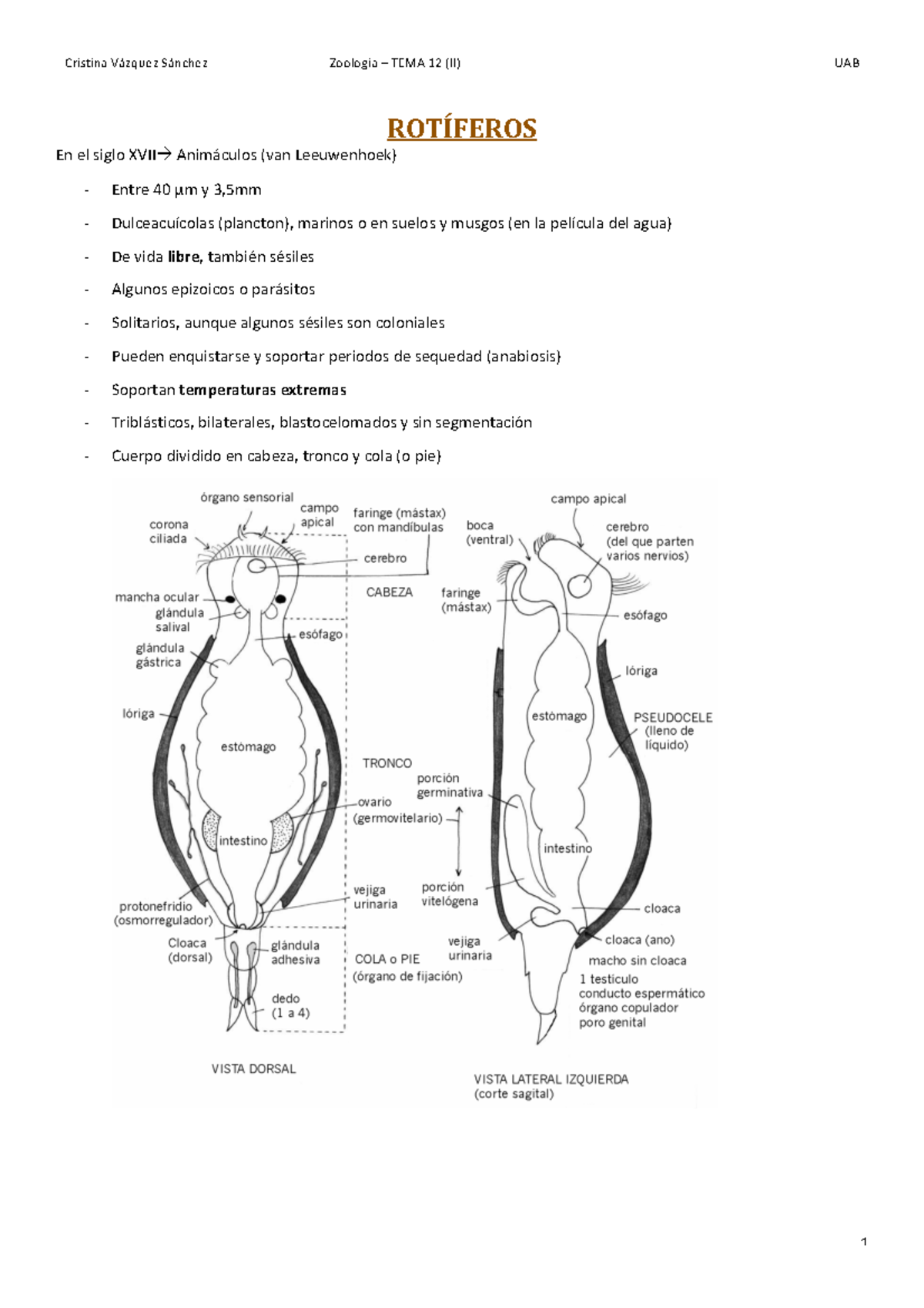 TEMA 12 - ROTÍFEROS - Cristina Vázquez Sánchez Zoologia – TEMA 12 (II ...