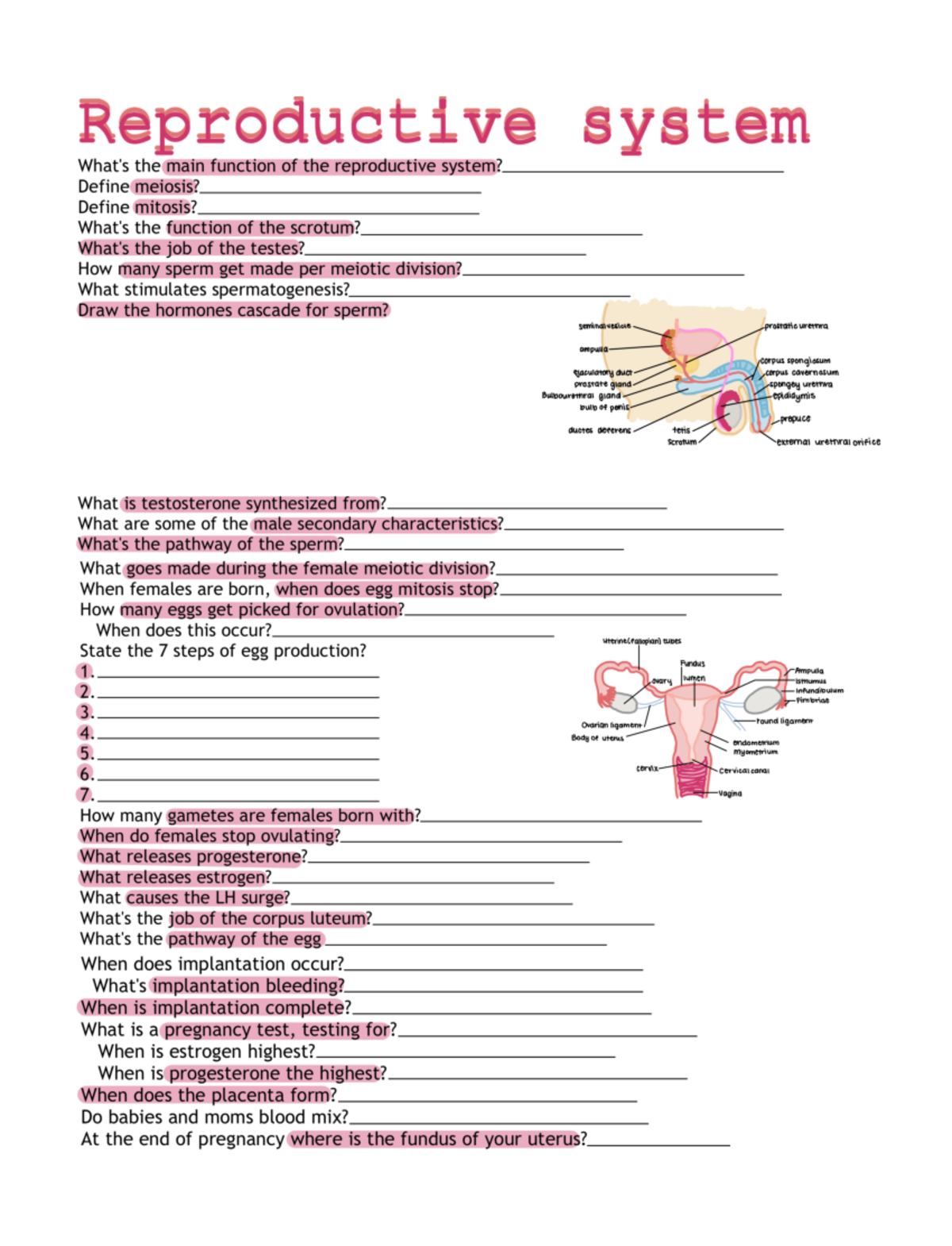 Reproductive System Review Sheet A P Biol Studocu