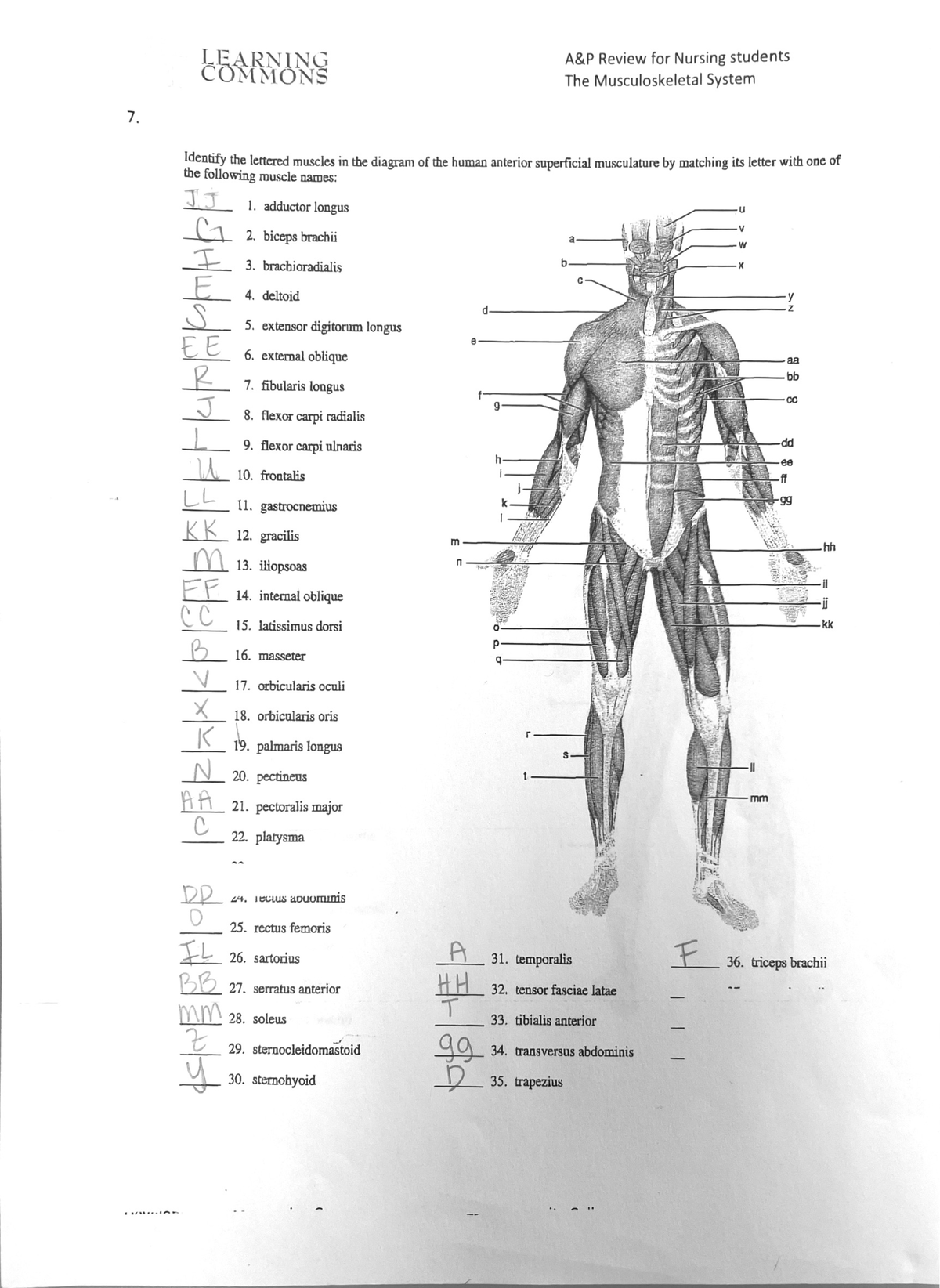 Muscle set - None - PSYC 2301 - Studocu