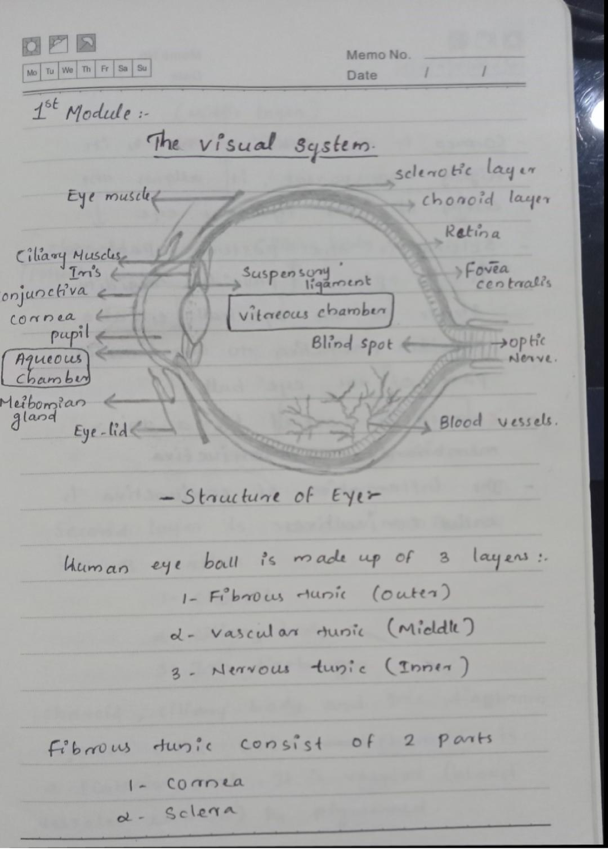 structure-of-eye-bsc-psychology-studocu