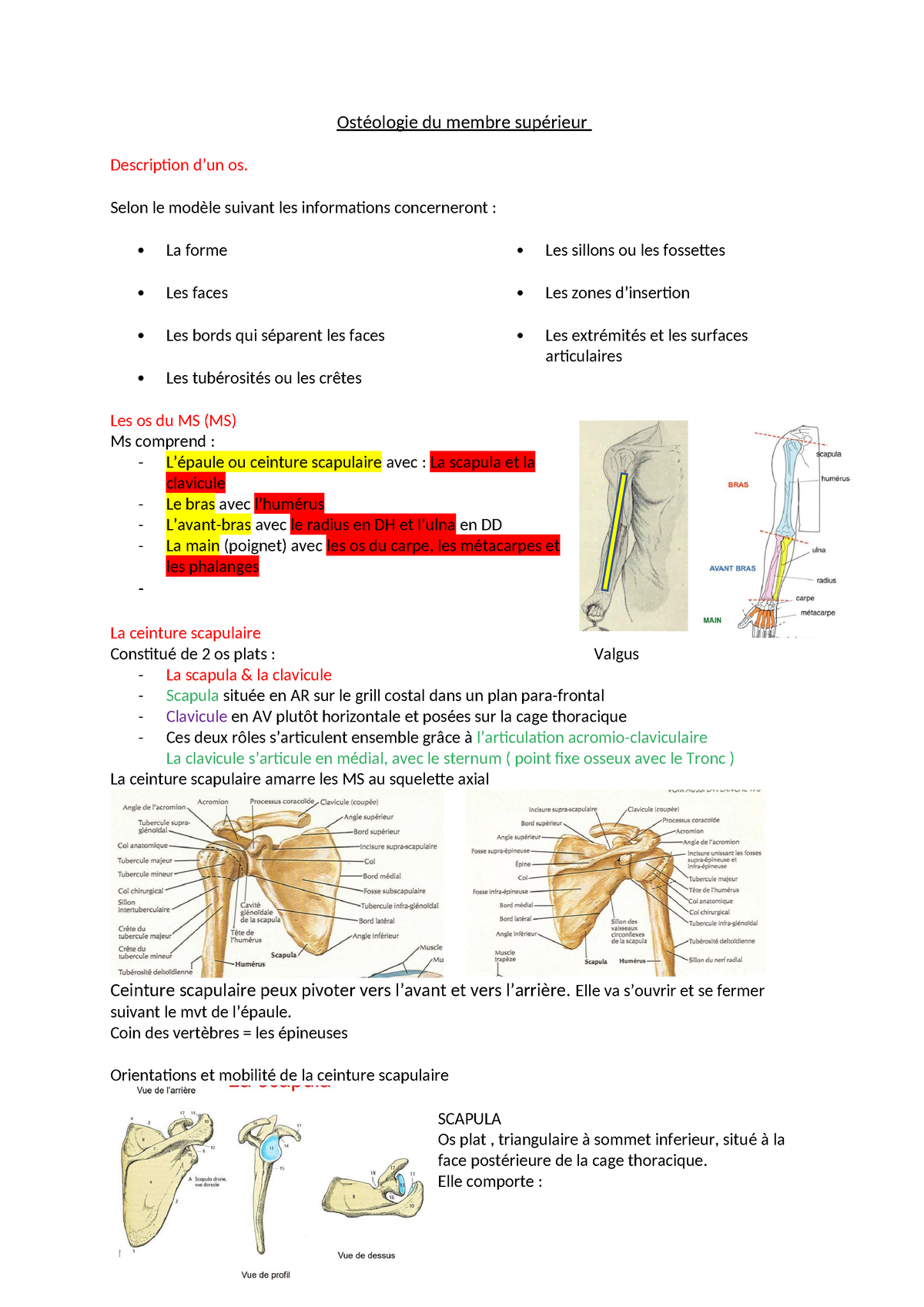 Anatomie Membre Sup Ost Ologie Du Membre Sup Rieur Description Dun