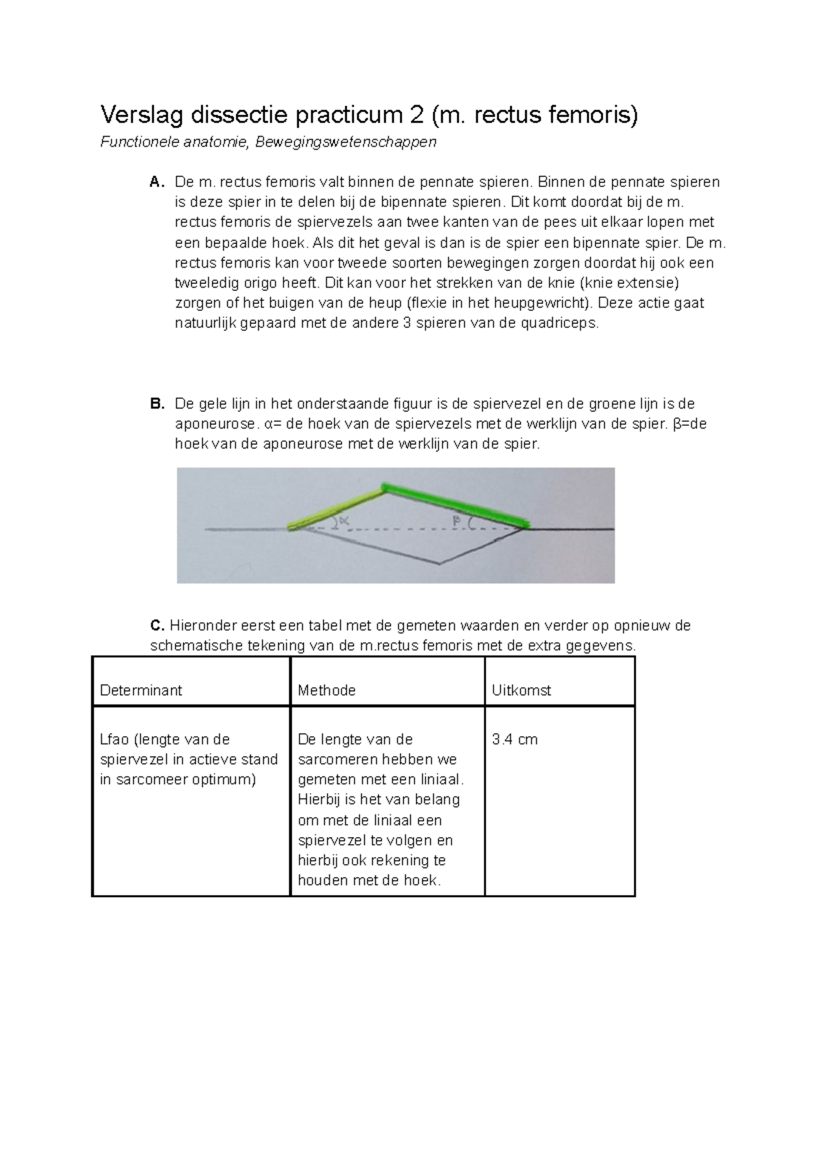 Verslag dissectie practicum 2 - rectus femoris) Functionele anatomie ...