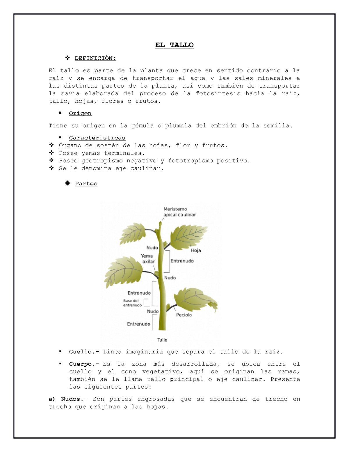 EL Tallo resume. Corto y super fácil de entender EL TALLO DEFINICIÓN