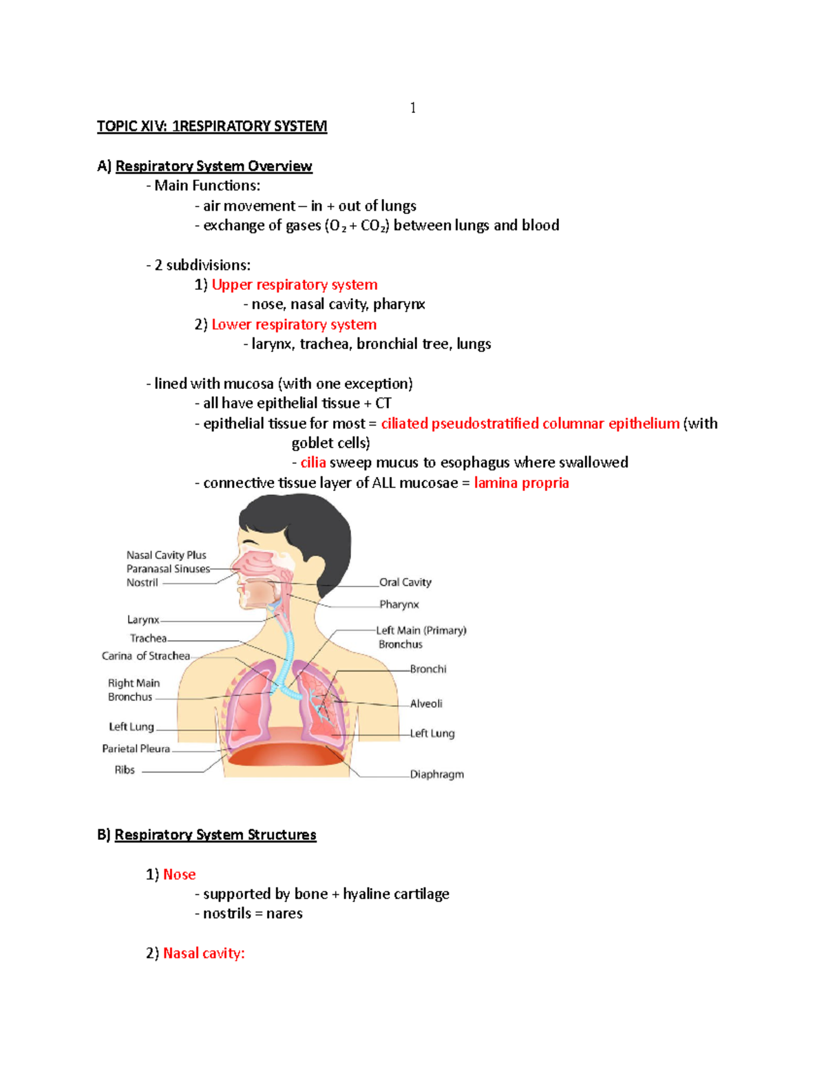 Topic XIV Respiratory System - TOPIC XIV: 1 RESPIRATORY SYSTEM A ...