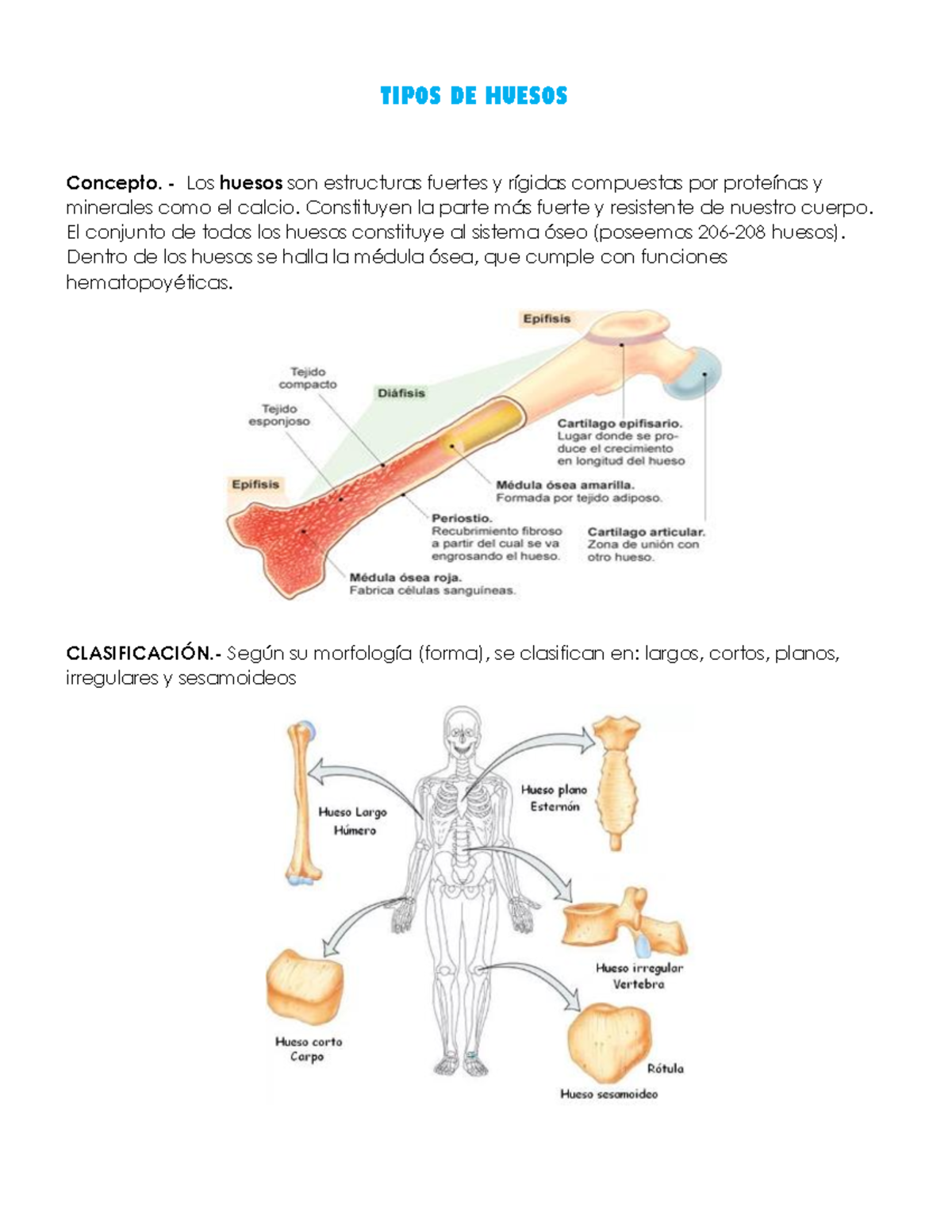 Clasificación DE LOS Huesos - TIPOS DE HUESOS Concepto. - Los Huesos ...