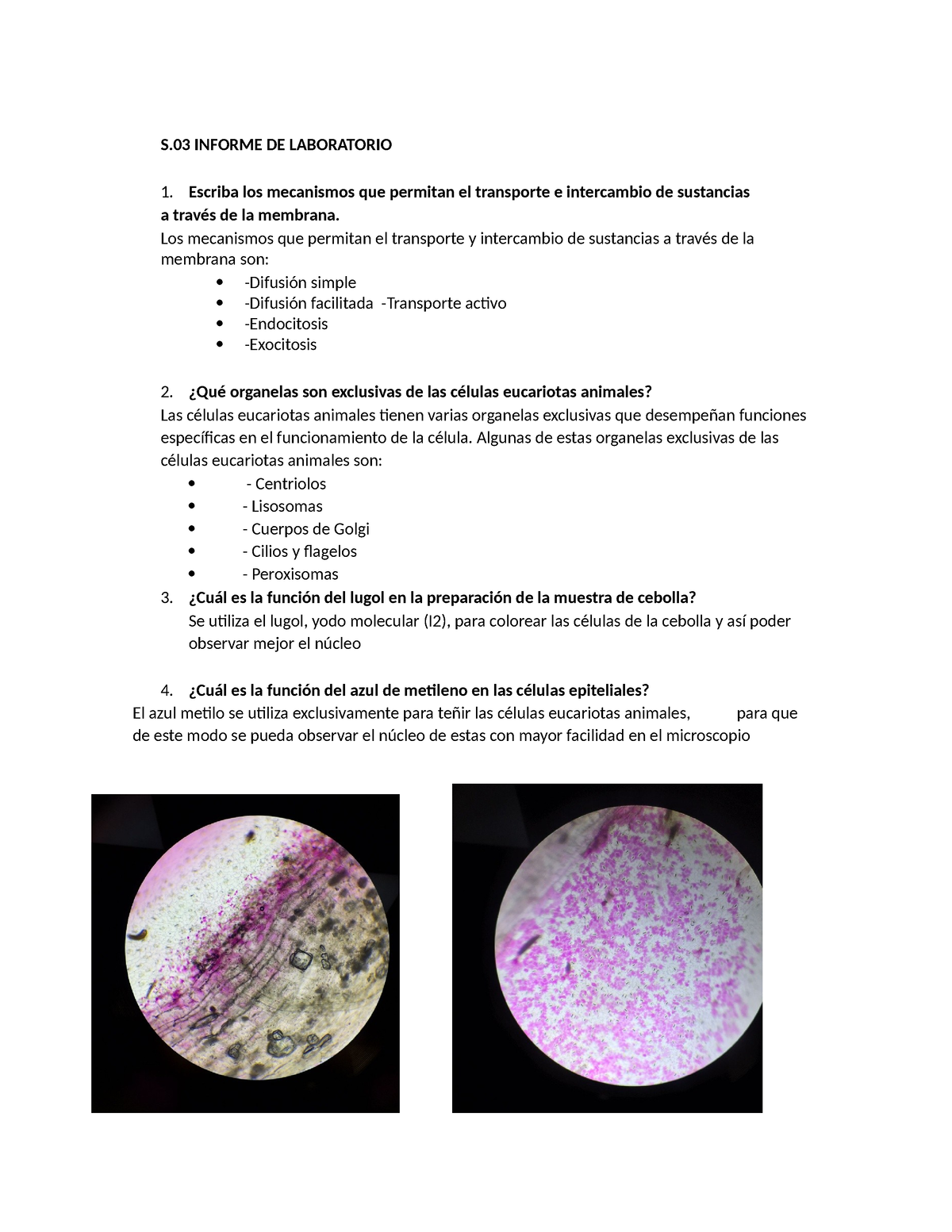 S 03 Informe De Laboratorio Biologia S Informe De Laboratorio Escriba