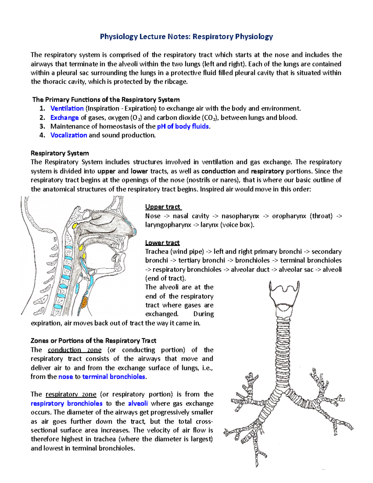 Respiratory Physiol Lect - Physiology Lecture Notes: Respiratory ...