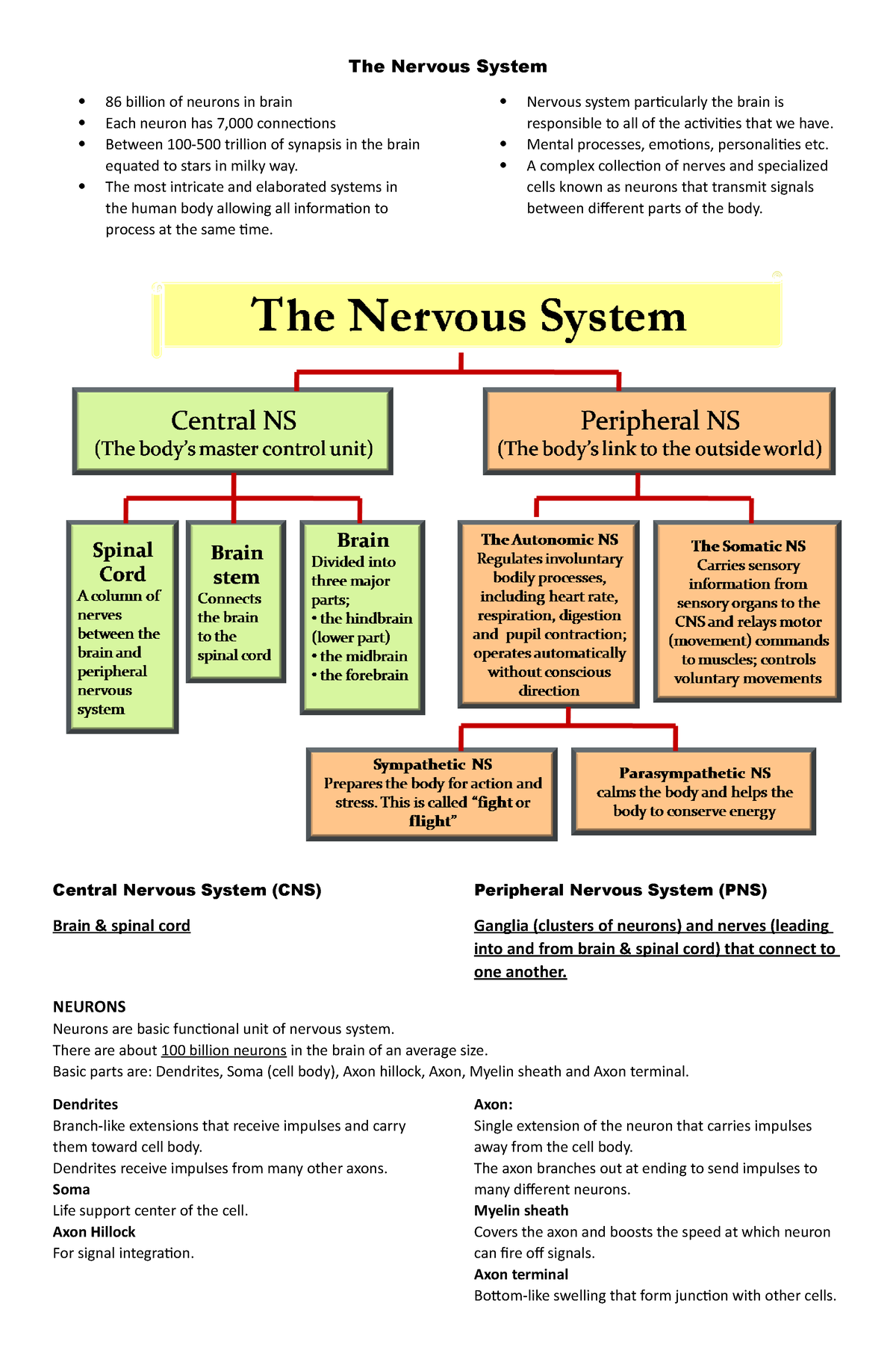 Neurobiological Bases Of Behavior - ####### The Nervous System 86 ...