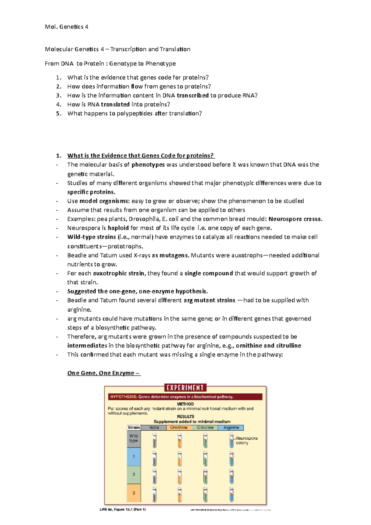 Biology Notes - Molecular Genetics 4 – Transcription and Translation ...