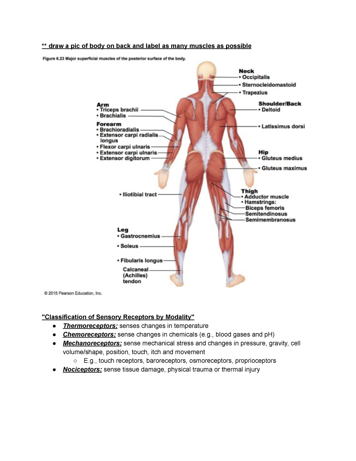 BIO 112 - Muscles of the Upper Leg Quiz - By tgardiner9