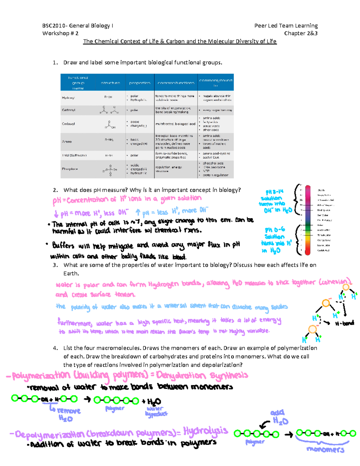 KEY GBO Workshop 2 Sp23 - Pltl Answer Key - BSC2010- General Biology I Peer Led Team Learning ...