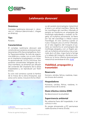 morfología de leishmania donovani