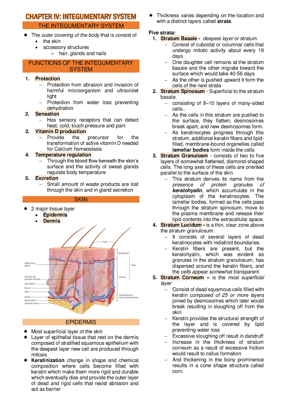 Integumentary System - Transes - CHAPTER IV: INTEGUMENTARY SYSTEM THE ...