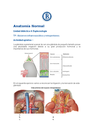 TPNº23 Aula - ESPLACNOLOGIA - Anatomía Normal Unidad Didáctica 4 ...