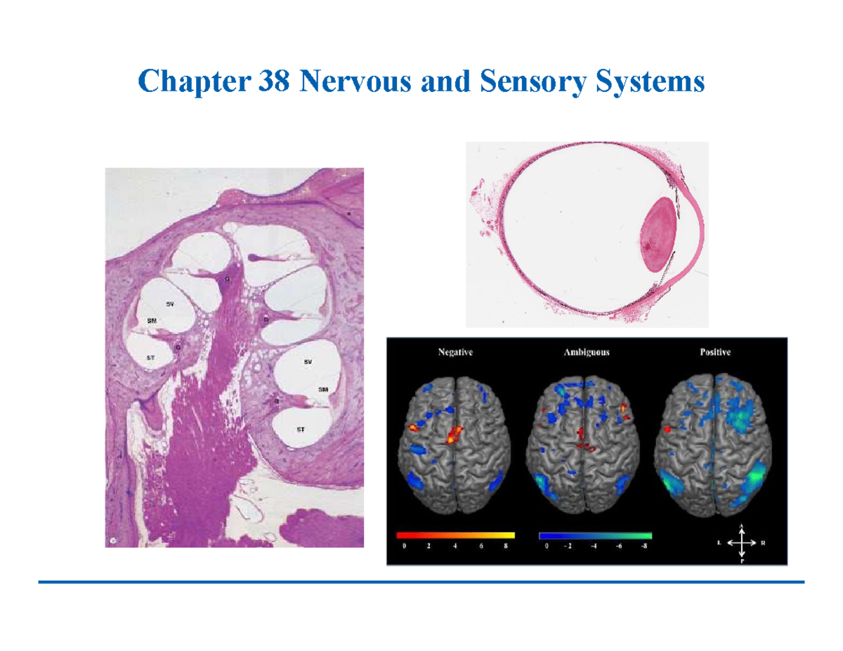 Ch 39 shortened Chapter 38 Nervous and Sensory Systems Command and Control Center Gathering