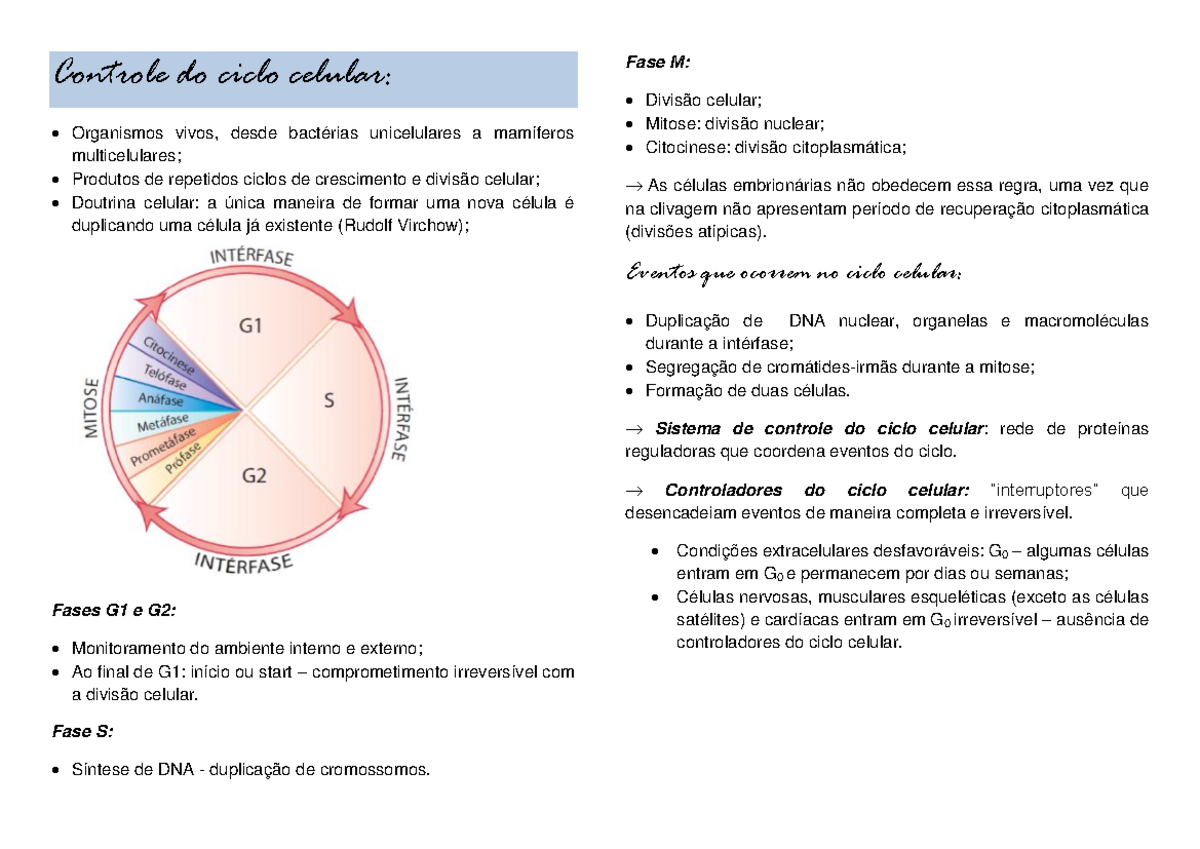 Ciclo celular: definição, fases e controle - Brasil Escola