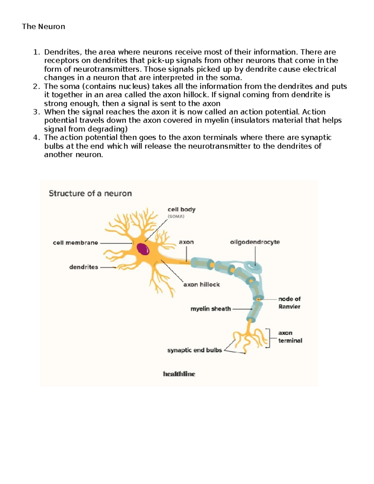 The Neuron - Dendrites, the area where neurons receive most of their ...