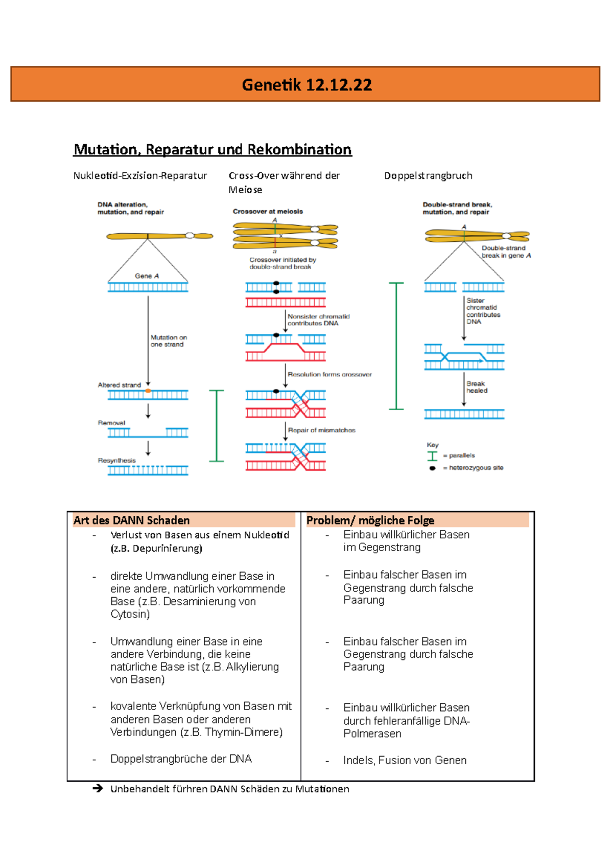 6-genetik-22-23-genetik-12-mutation-reparatur-und-rekombination
