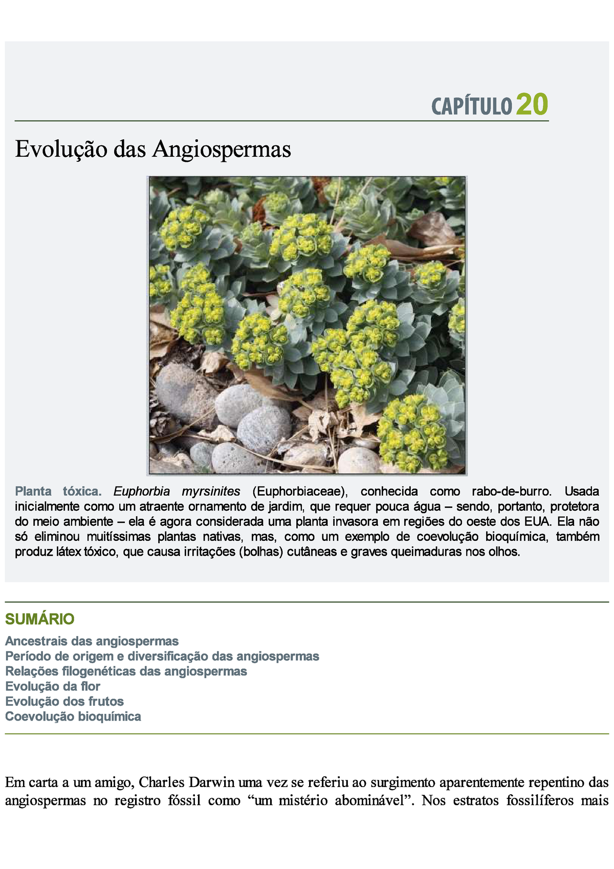 Angiospermas - Seminário Angiospermas