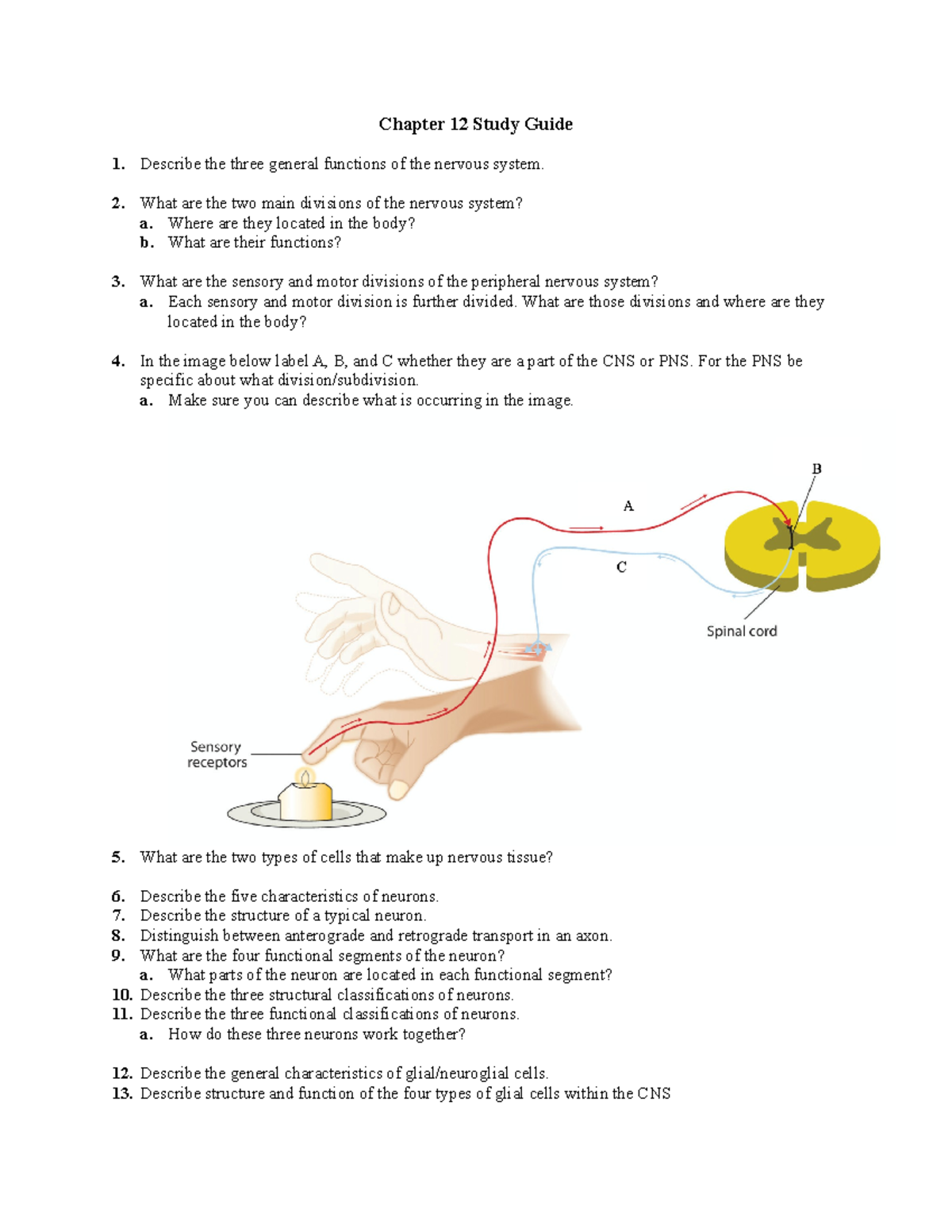 Anatomy And Physiology 101 Chapter 12 Study Guide - Chapter 12 Study ...