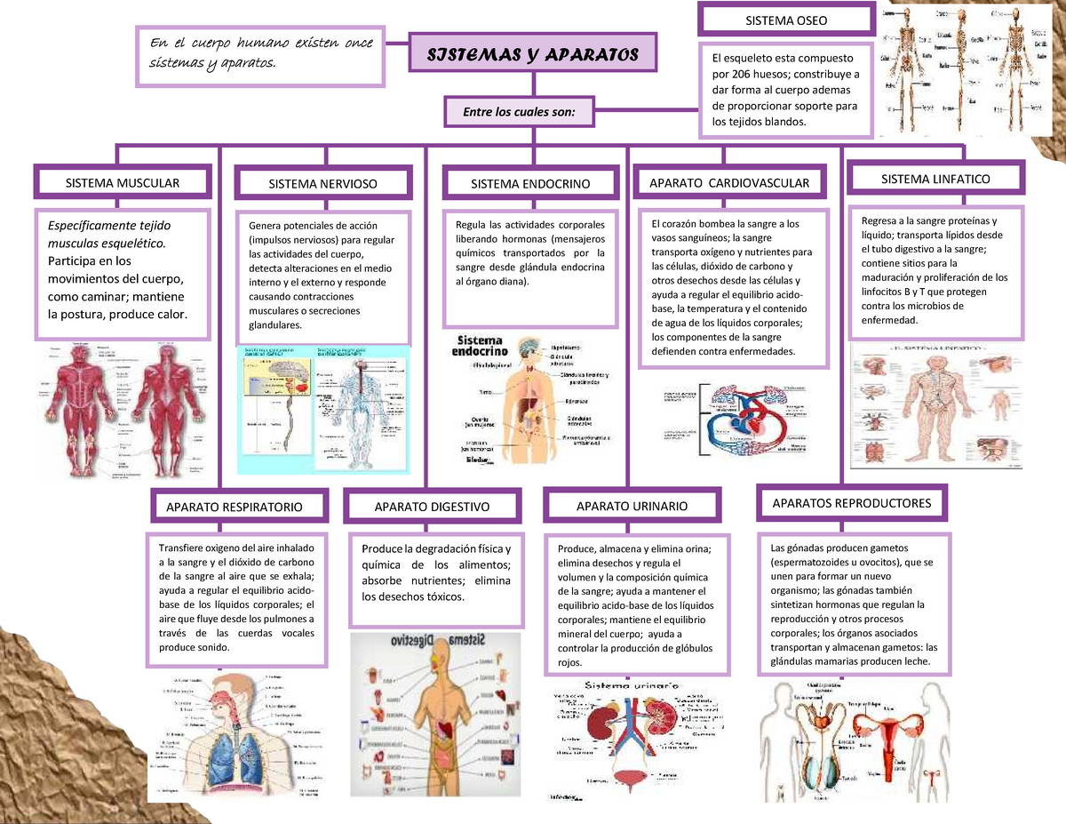 Mapas Conceptuales Anatomia - SISTEMAS Y APARATOS En el cuerpo humano  existen once sistemas y - Studocu