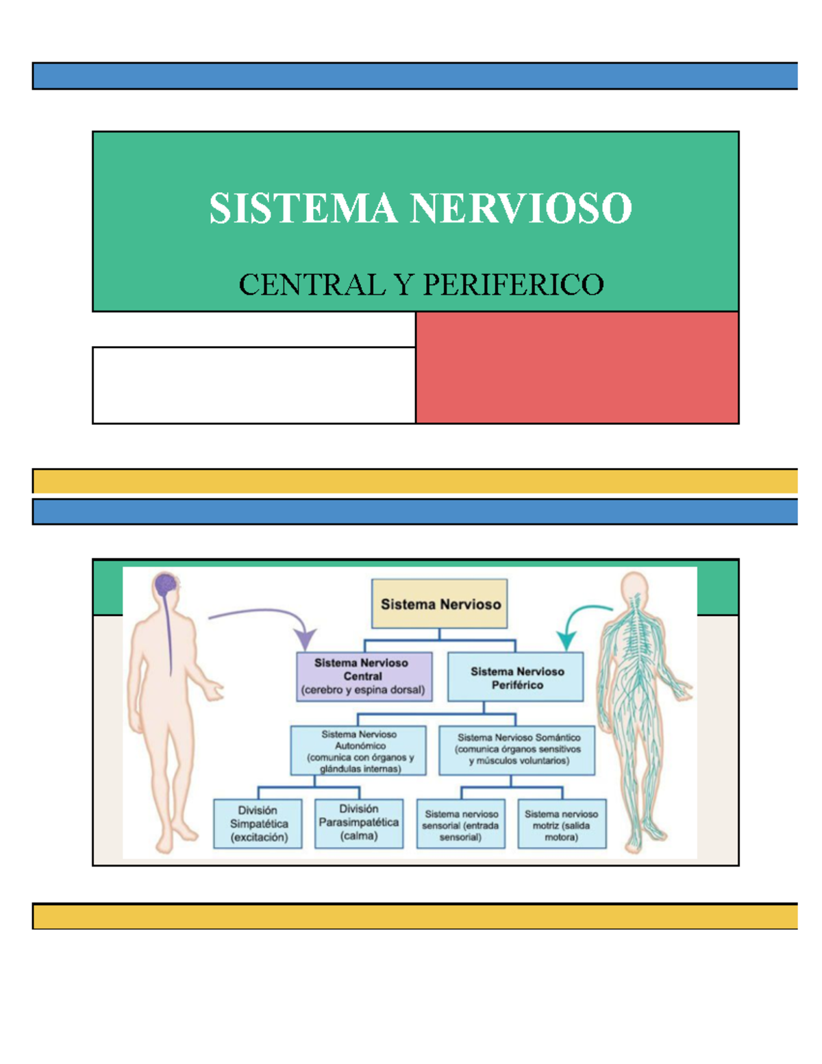 Anatomía humana - CENTRAL Y PERIFERICO SISTEMA NERVIOSO Neuronas ...