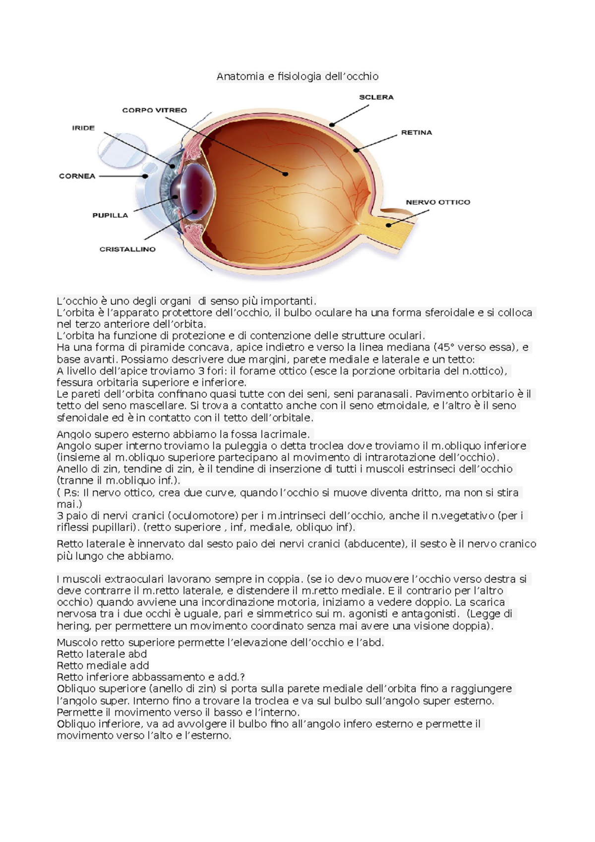 Malattie Dell'apparato Visivo 1 - Anatomia E Fisiologia Dell’occhio L ...