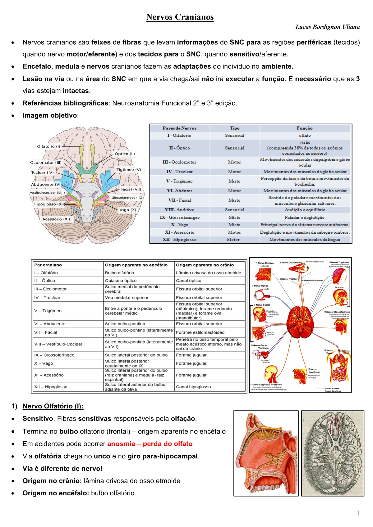 4 Nervos Cranianos anotação da aula Nervos Cranianos Lucas