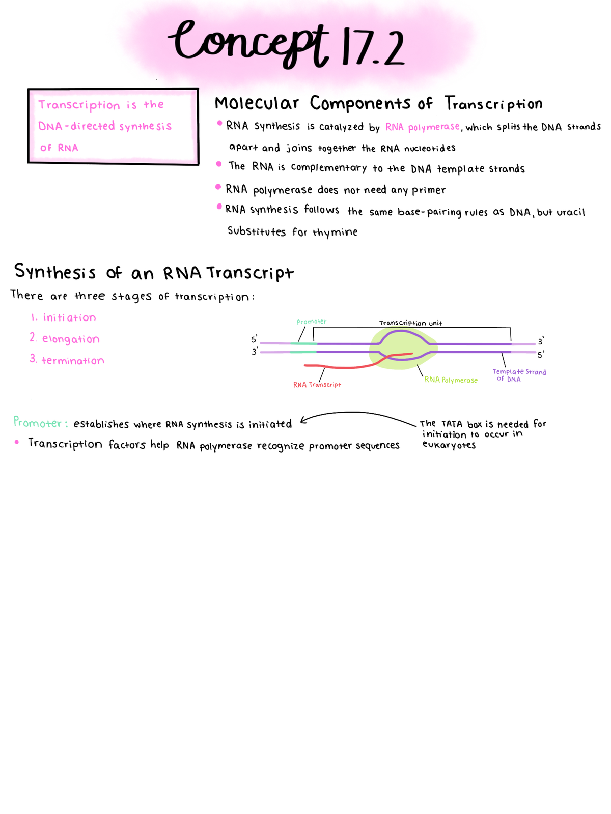 Untitled Artwork - Transcription: Its stages and the molecular ...