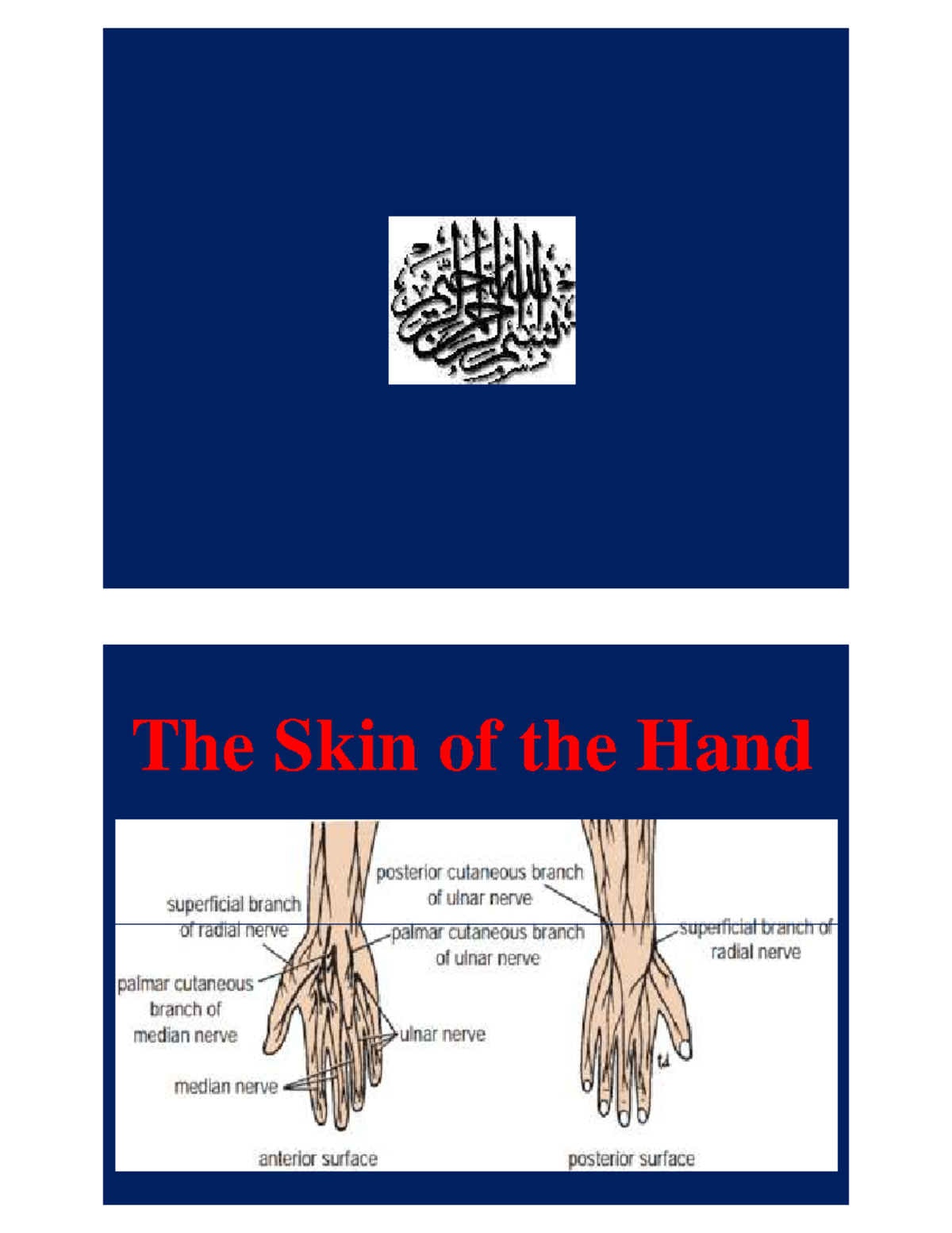 The Skin of the Hand - medicine - The Skin of the HandThe Skin of the ...