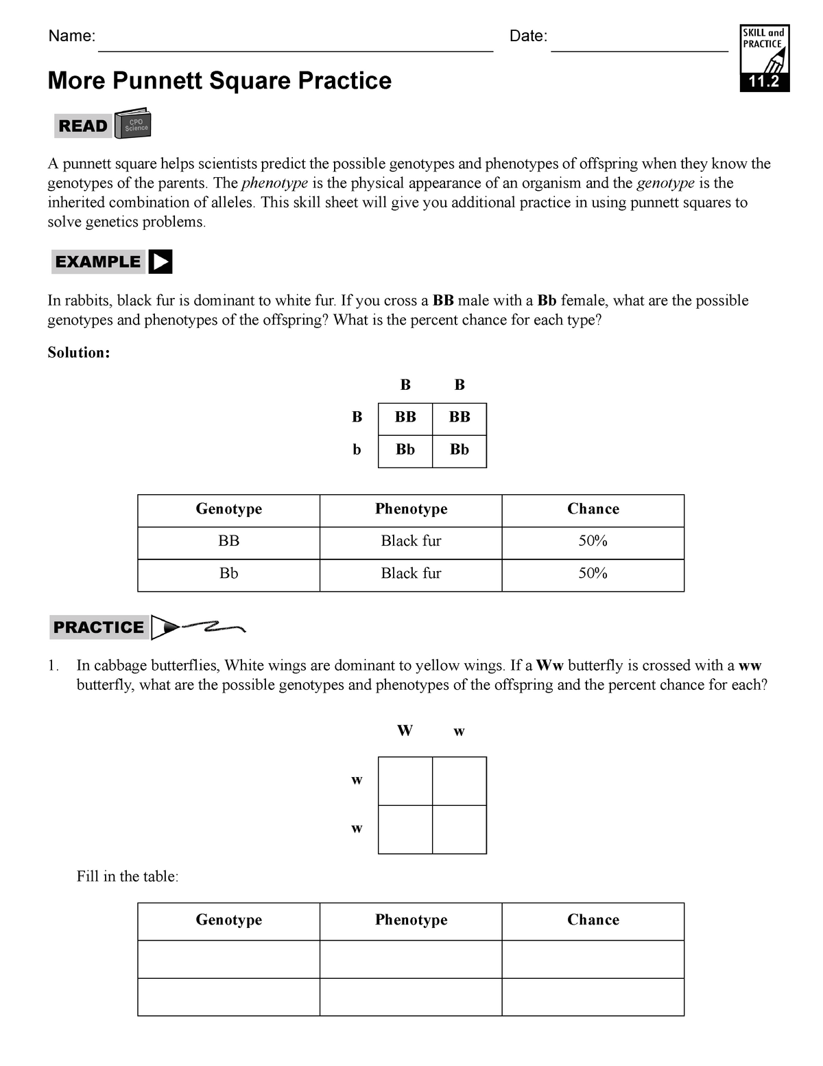Punnet Square Practice - A punnett square helps scientists In Genotypes And Phenotypes Worksheet