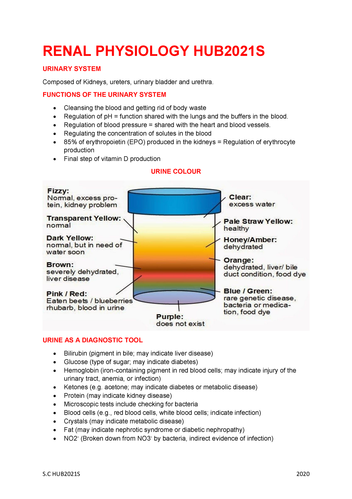 Renal Physiology - RENAL PHYSIOLOGY HUB2021S URINARY SYSTEM Composed Of ...