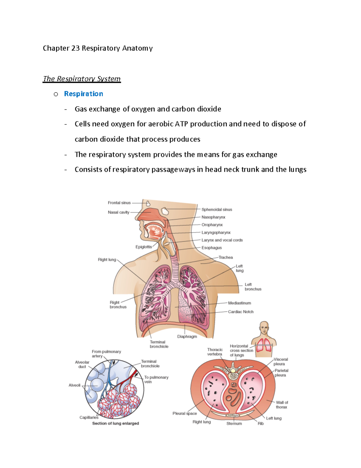 Chapter 23 Respiratory Anatomy - Chapter 23 Respiratory Anatomy The ...