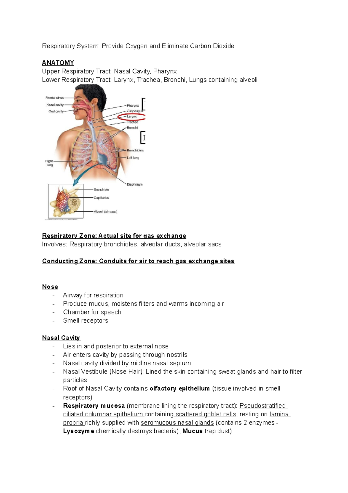 Respiratory System - Bronchial arteries provide oxygenated blood ...