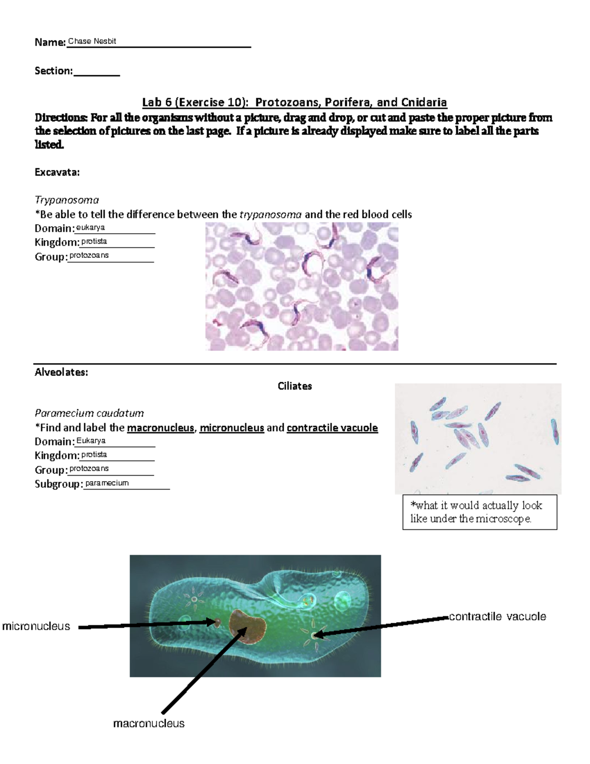 Lab 06 Protozoans, Porifera and Cnidaria Worksheet Name
