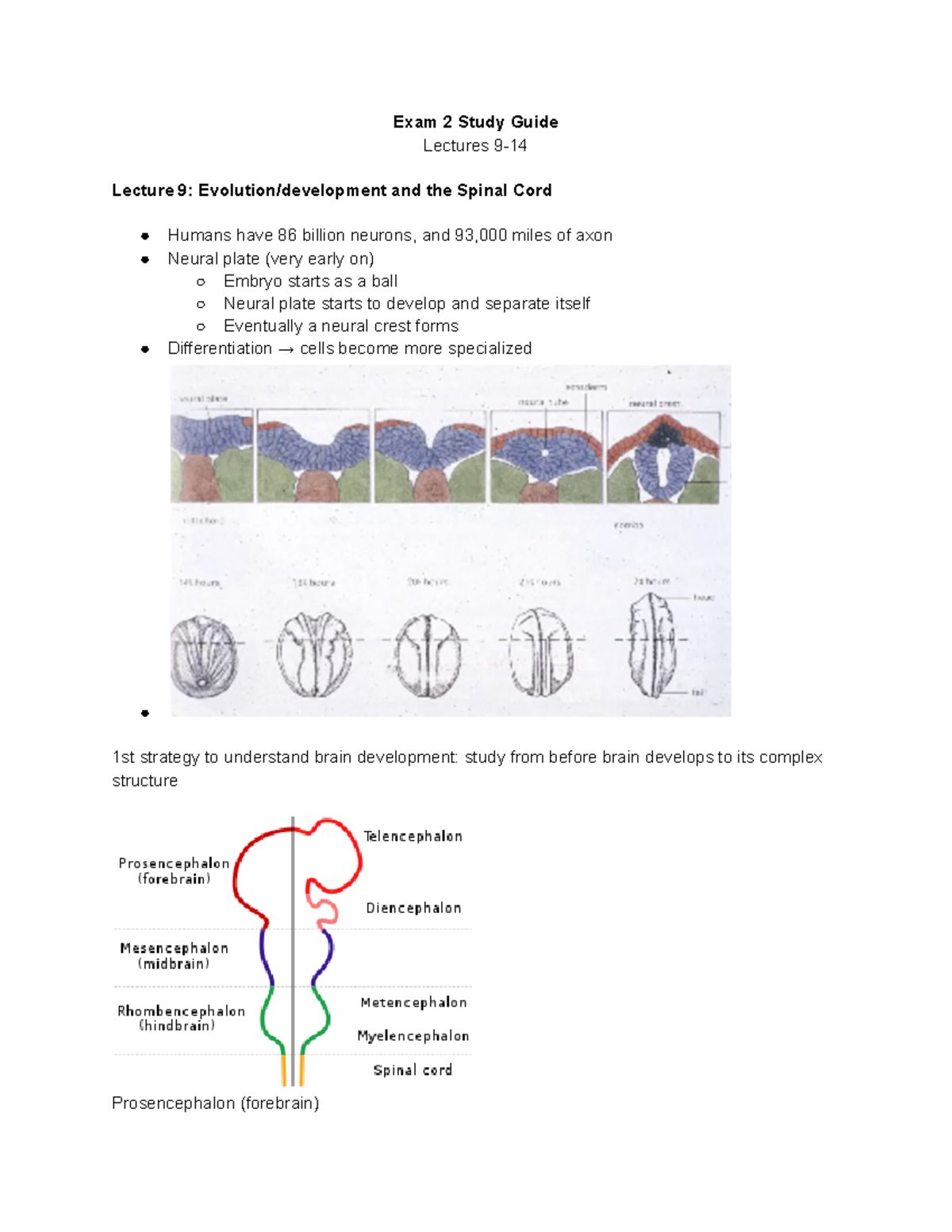 Exam 2 - Exam 2 Study Guide Lectures 9-14 - Exam 2 Study Guide Lectures ...