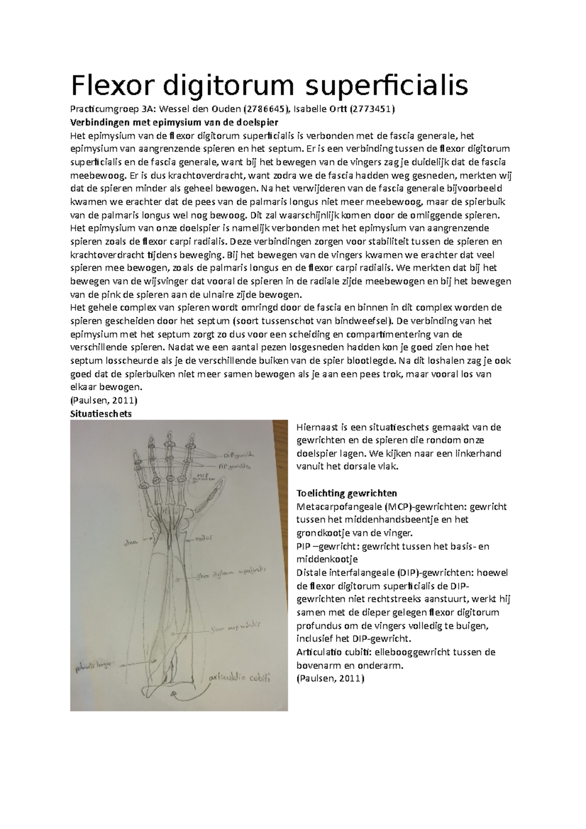 Practicumverslag III Flexor Digitorum Superficialis - Flexor Digitorum ...