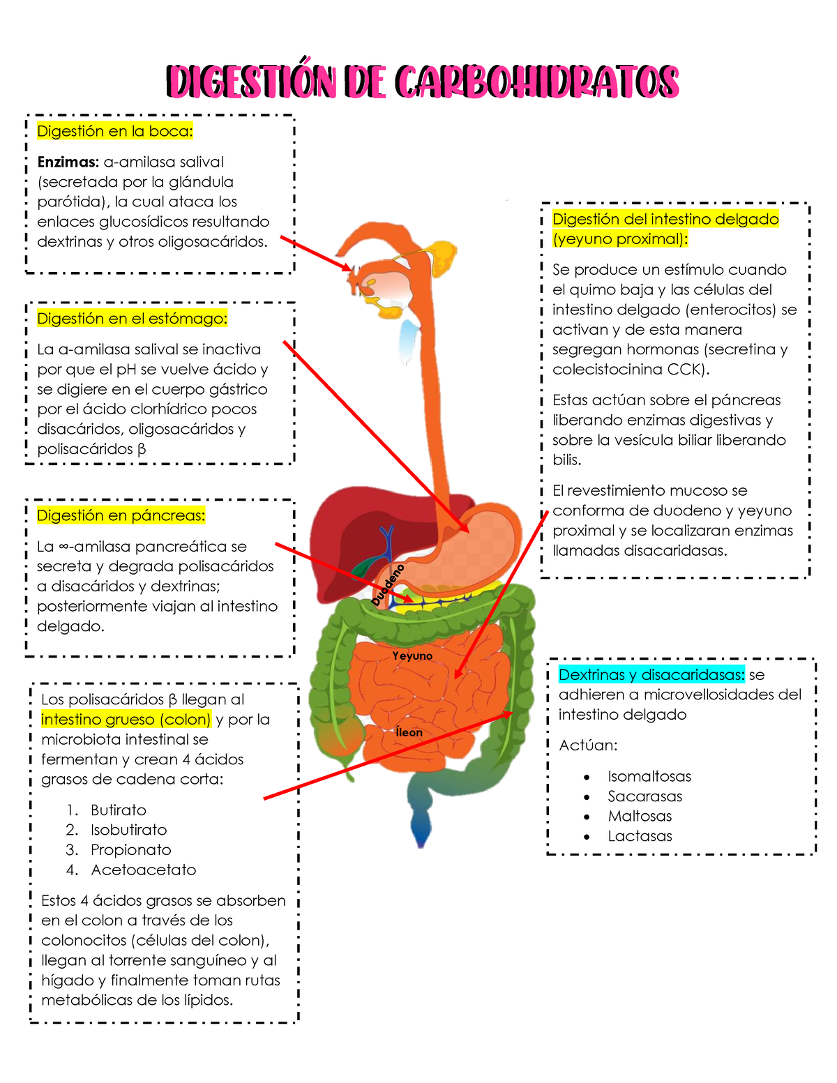 Carbohidratos DigestiÓn De CarbohidratosdigestiÓn De Carbohidratos Digestión En La Boca 6928