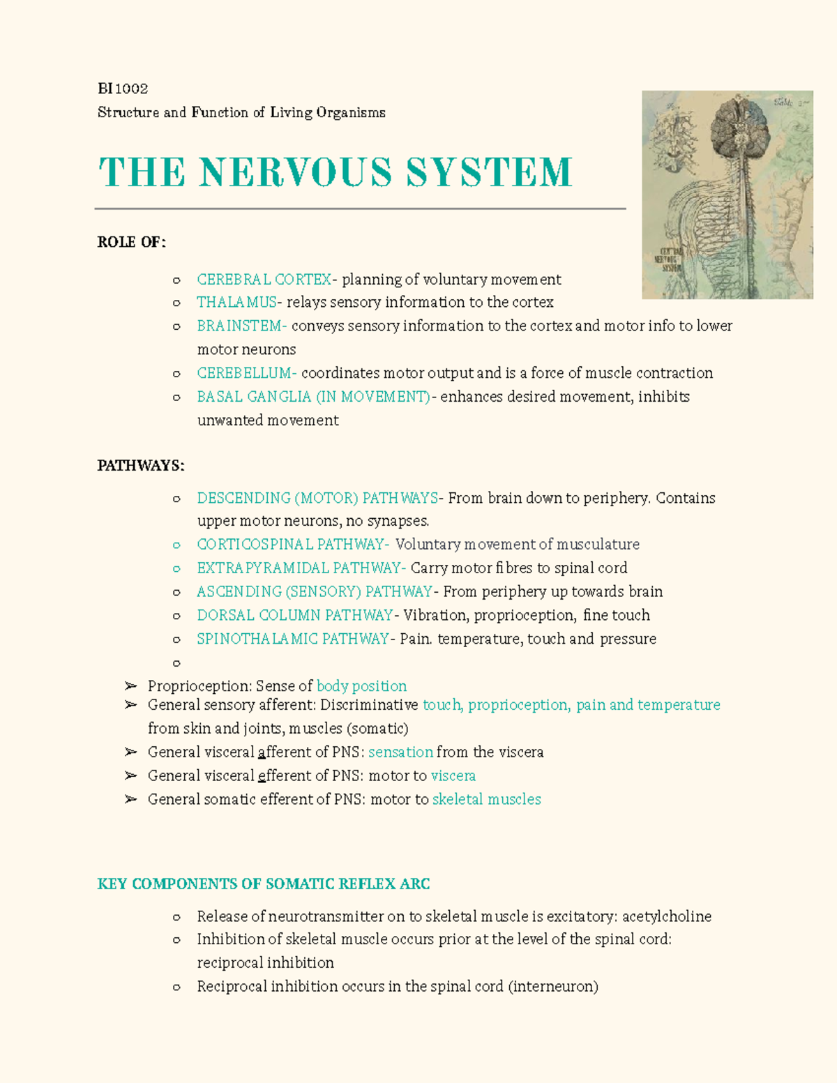 The nervous system (BI1002) - BI Structure and Function of Living ...